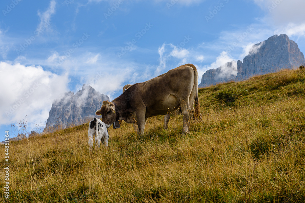 Mucche al pascolo nelle Dolomiti, Trentino, Passo Rolle