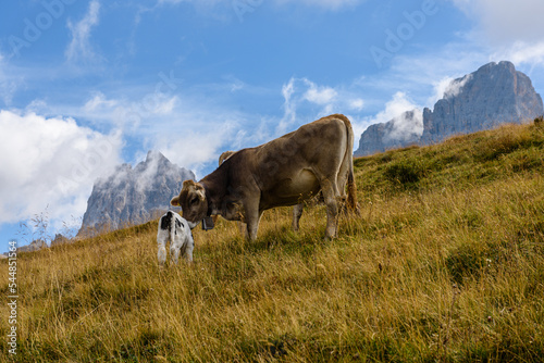 Mucche al pascolo nelle Dolomiti  Trentino  Passo Rolle