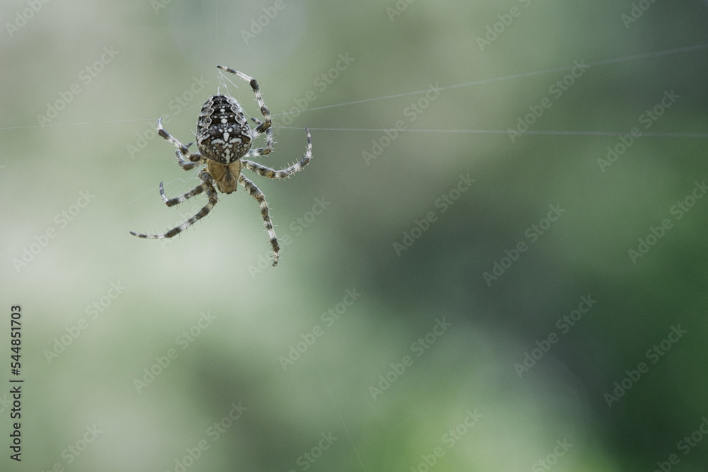 Cross spider crawling on a spider thread. Halloween fright. Blurred background. Cross spider crawling on a spider thread. Halloween fright. Blurred background.
