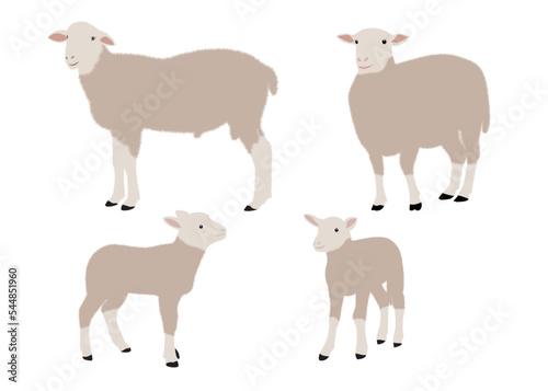sheep pattern  vector illustration of cute sheeps. Sheep standing. vector illustration of engraving sheep hands drawing.