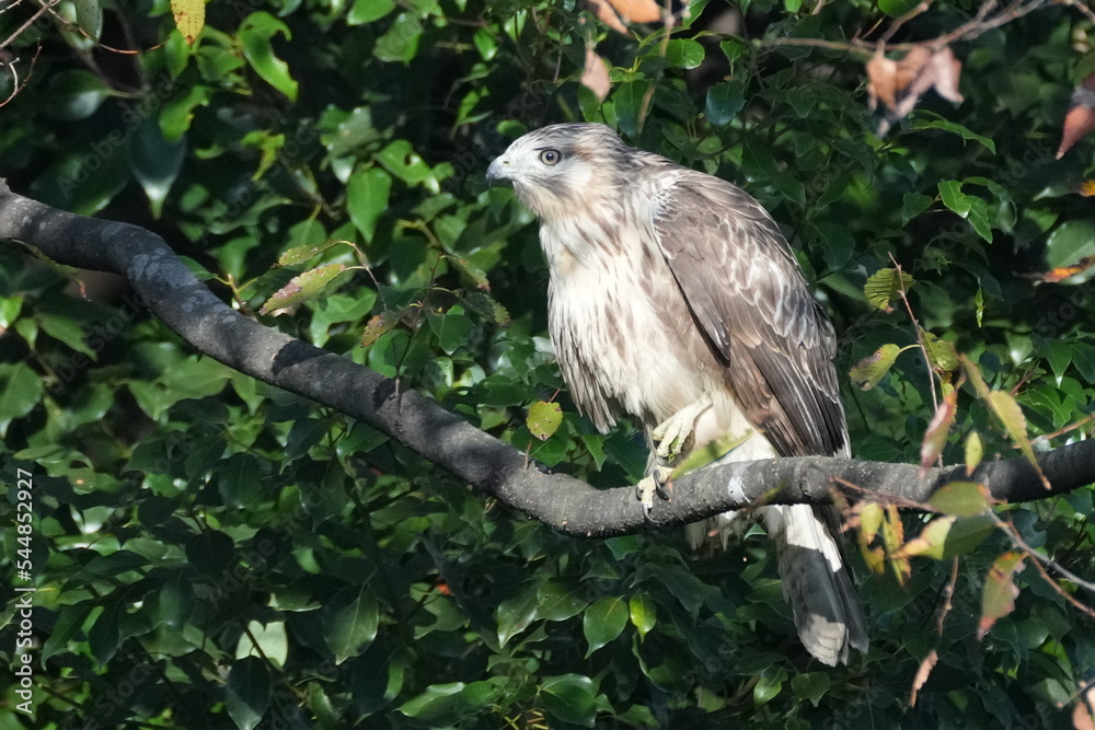 common buzzard in a forest common buzzard in a forest