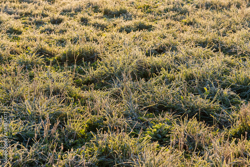 Meadow with grass covered with hoarfrost in autumn morning backlit