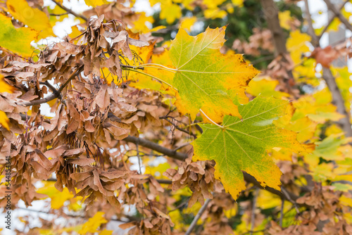 Maple branch with autumn leaves and dry winged seeds