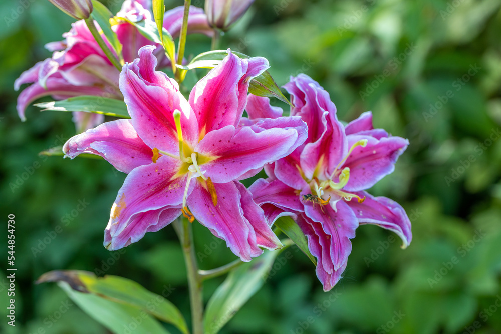 Scented pollen-free double lilies in garden with green background Scented pollen-free double lilies in garden with green background