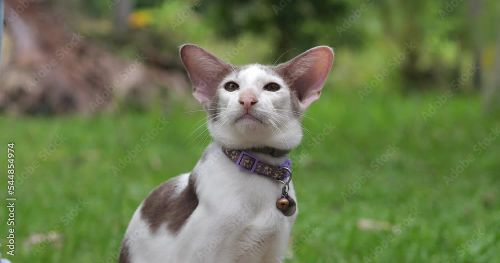 Portrait of an adorable lovely Oriental short hair cat with long ears, wearing a personal collar, sitting on green grass and looking at the camera. Cat breed. Animal themes. Veterinary. Portrait of an adorable lovely Oriental short hair cat with long ears, wearing a personal collar, sitting on green grass and looking at the camera. Cat breed. Animal themes. Veterinary.