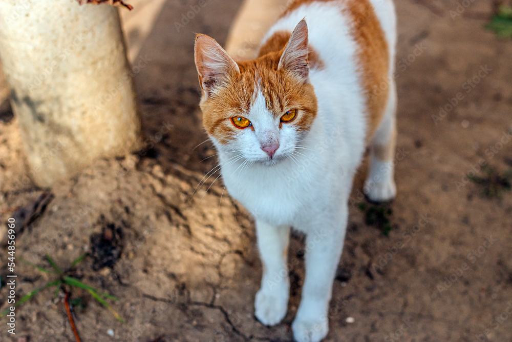 white-red cat looks into the frame with orange eyes white-red cat looks into the frame with orange eyes