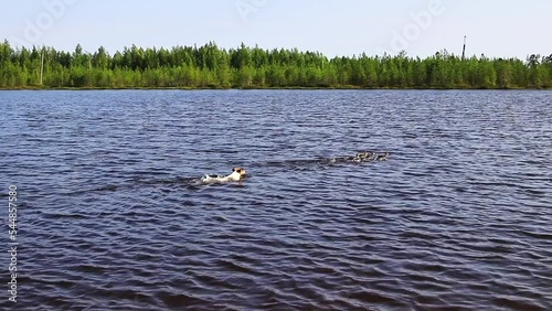 Cheerful Jack Russell Terrier dog swims on the lake on a summer day and plays with wild ducklings.