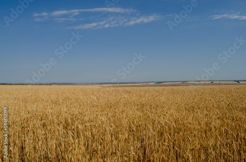 Landscape field of wheat against the blue sky. Colors of the flag of Ukraine.