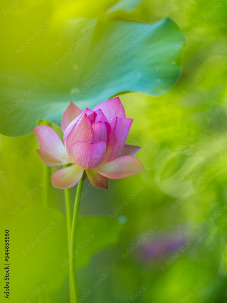 Fototapeta premium beautiful white lotus in the lake and lotus pure white lotus Pink lotus banners, oriental floral background with pink lotus flowers