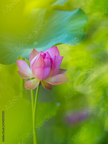 beautiful white lotus in the lake and lotus pure white lotus Pink lotus banners, oriental floral background with pink lotus flowers