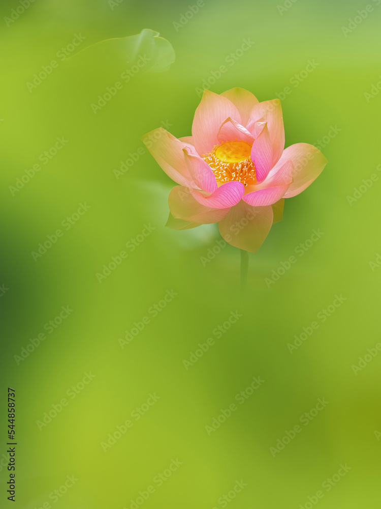 Fototapeta premium beautiful white lotus in the lake and lotus pure white lotus Pink lotus banners, oriental floral background with pink lotus flowers