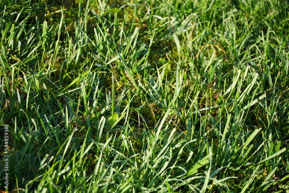 Wet Grass Wet Grass