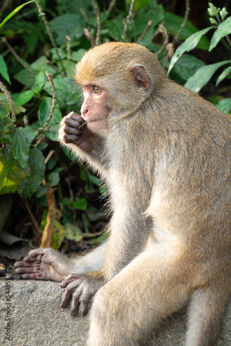 Formosan macaque, Formosan rock monkey also named Taiwanese macaque in the wild.