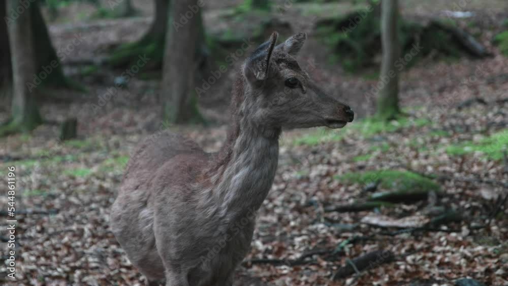 Young white-tailed deer standing alone in the middle of the forest, Nara Park Young white-tailed deer standing alone in the middle of the forest, Nara Park