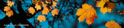 Yellow autumn leaves and black trunks against a blue sky.