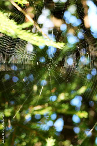 Spider web on a very unfocused green background. Selective focus