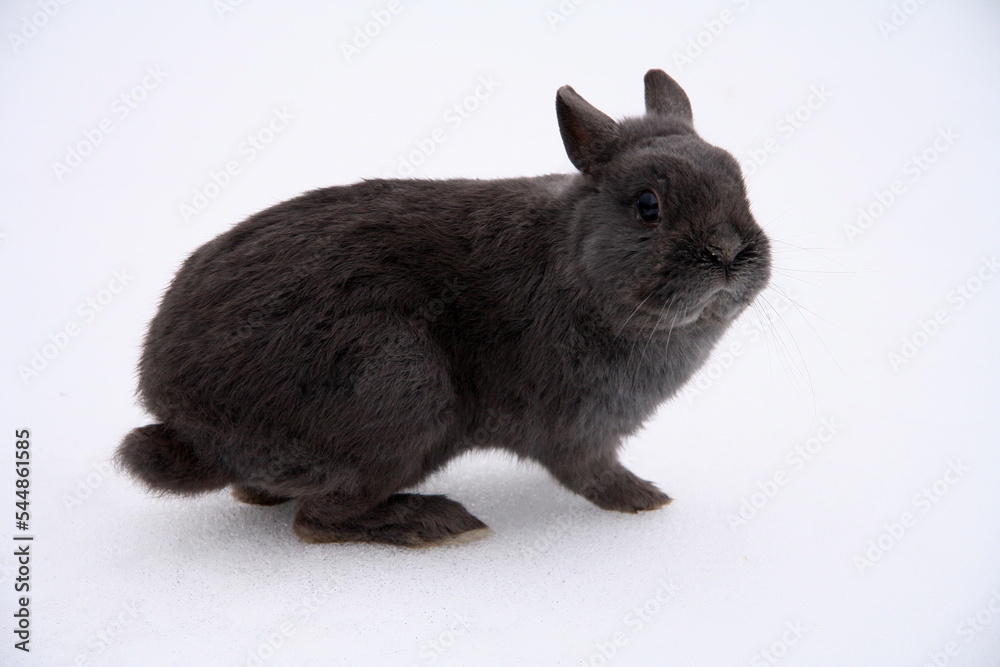 Different domestic rabbits on the farm, in winter time, on the snow