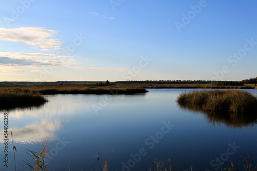 Blue sky reflecting in the calm lake with reed thickets