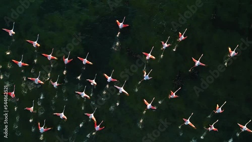 A group of aesthetic pink flamingos is starting to fly on shallow lagoon water surface with wings and legs moving. Aerial drone exotic vibrant bird herd flock tracking shot from above in slow motion.