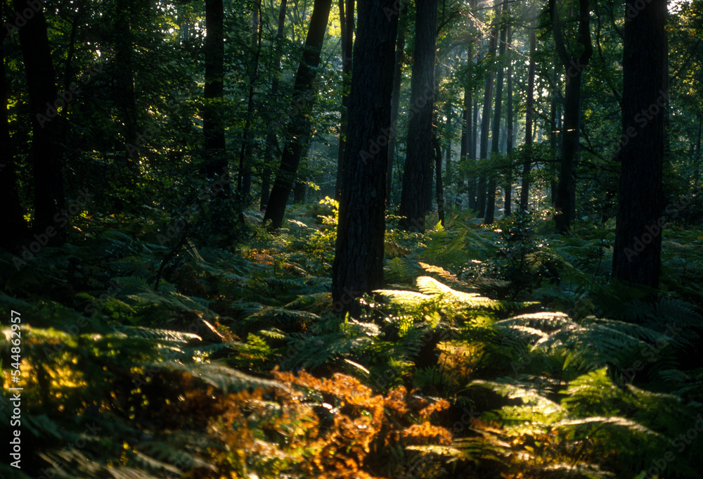 Obraz premium Forêt de Fontainebleau, Région Ile De France, Seine Et Marne, 77, France