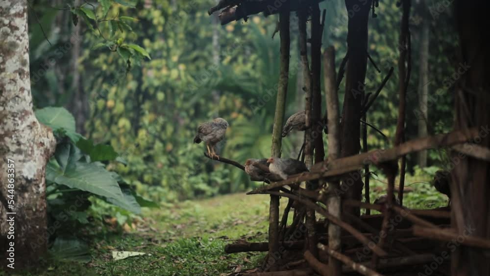 Group of gray chickens sitting in wooden house in the countryside Group of gray chickens sitting in wooden house in the countryside