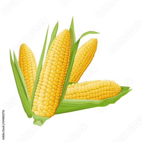Bright illustration of a group of four different ears of corn with green leaves. Design element and food and agriculture theme.