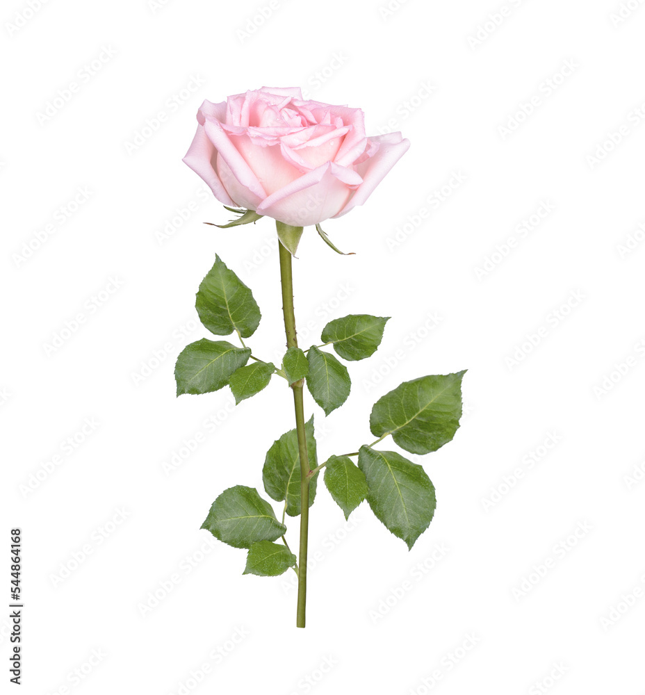Pink rose with leaves isolated on transparent background. (.PNG)