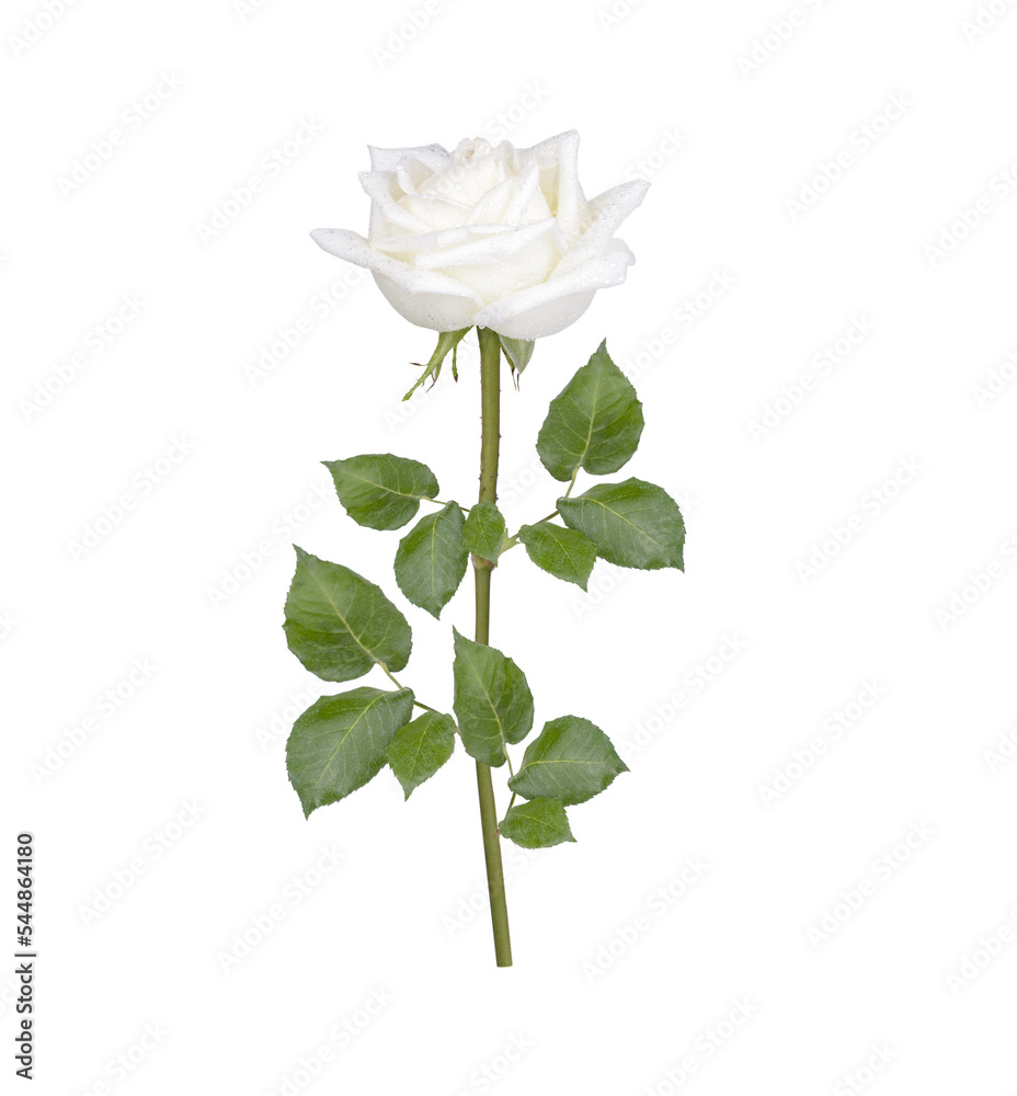Obraz premium White rose with drops isolated on transparent background. (.PNG)