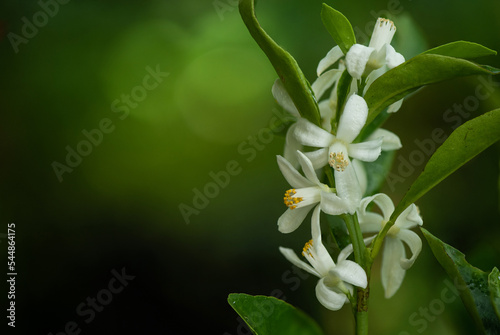 Orange branch flowers on nature background. photo