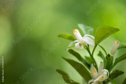 Orange branch flowers on nature background. photo