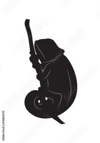 Lizard chameleon silhouette isolated on white. Chamaeleo calyptratus.