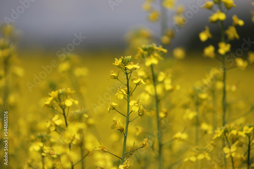 A yellow rapeseed field against the background of a purple sky. Brassica napus, canola, oilseed rape, rapeseed, rape, Siberian kale. A blooming field of rapeseed in sunlight under a dramatic sky.