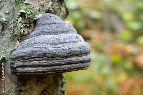 Tinder fungus on tree
