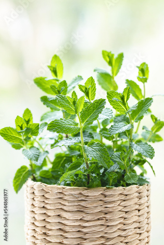 Mint herb in knitted pot against window view bokeh.