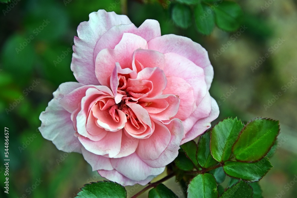 close up of a beautiful pink Rose