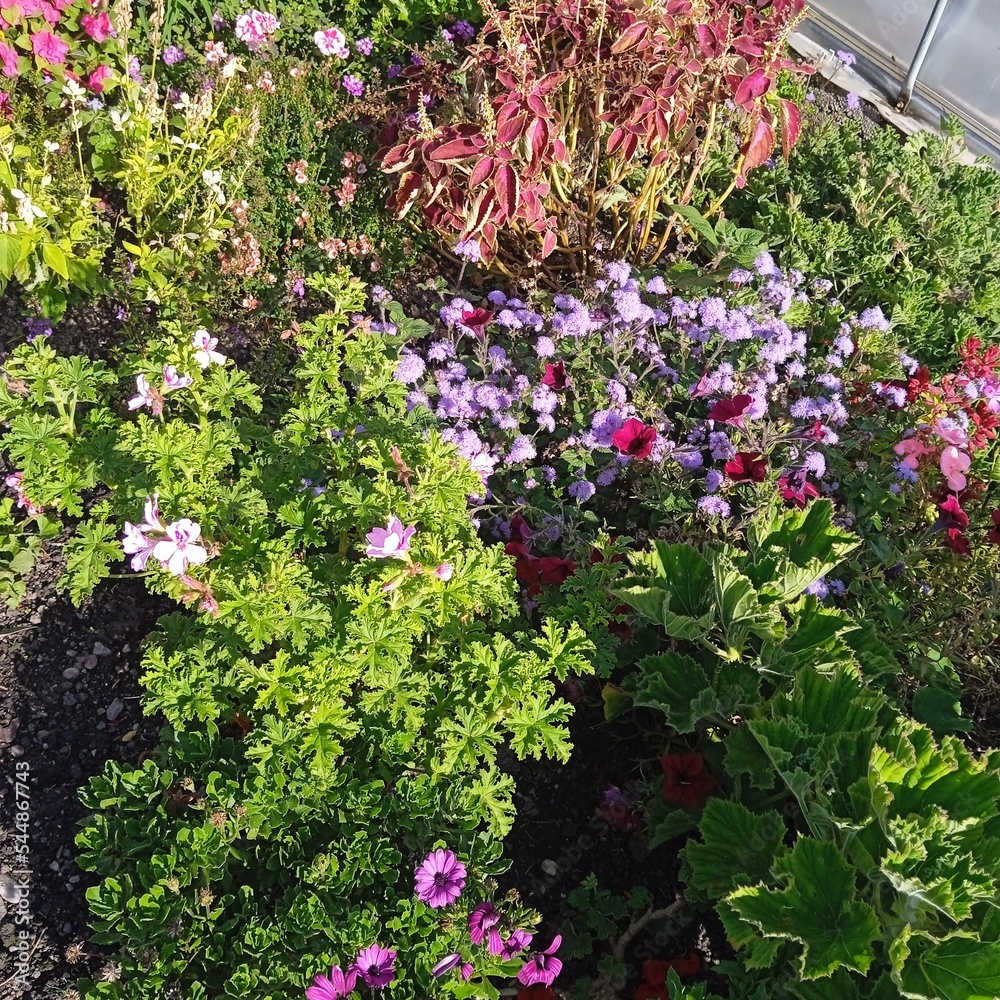 garden planting with flowers and plants garden planting with flowers and plants