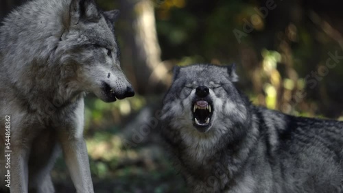 timber wolves snapping aggressively at each other showing fangs slomo epic photo