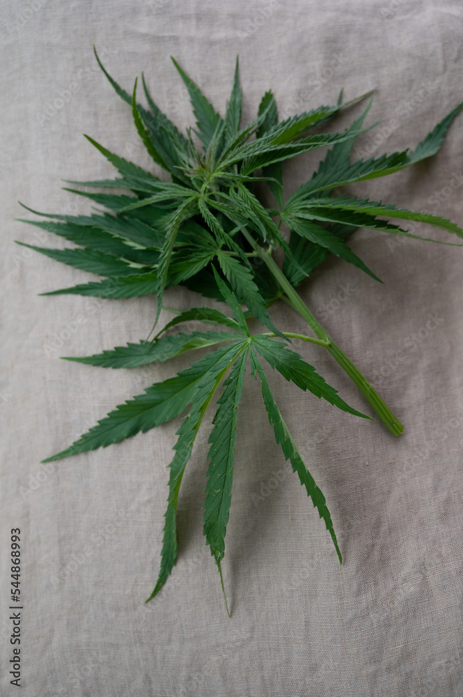 Obraz premium Outdoor grow hemp plant. Cannabis at the beginning of flowering. Young cannabis plant. Northern light strain.