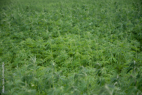 Green background of leaves. Outdoor grow hemp. Cannabis at the beginning of flowering. Young cannabis plant. Northern light strain.