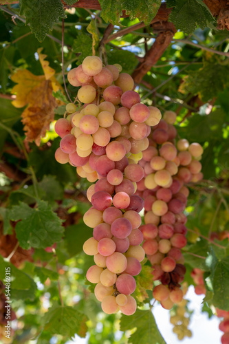 Wallpaper Mural Bunches of pink ripening table grapes berries hanging down from pergola in garden on Cyprus Torontodigital.ca