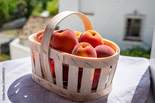 Basket with red ripe sweet apricots fruits, harvest in Vaucluse, Provence, France photo