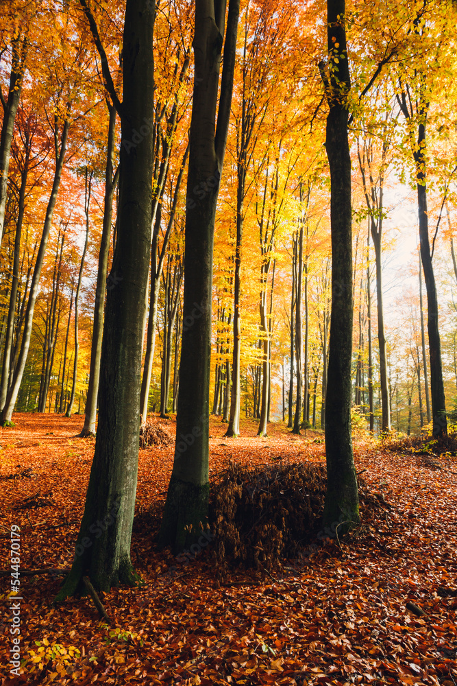 Obraz premium autumn in the forest