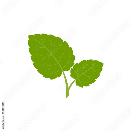 Lemon balm, melissa. Green leaves isolated on white background. Vector illustration.