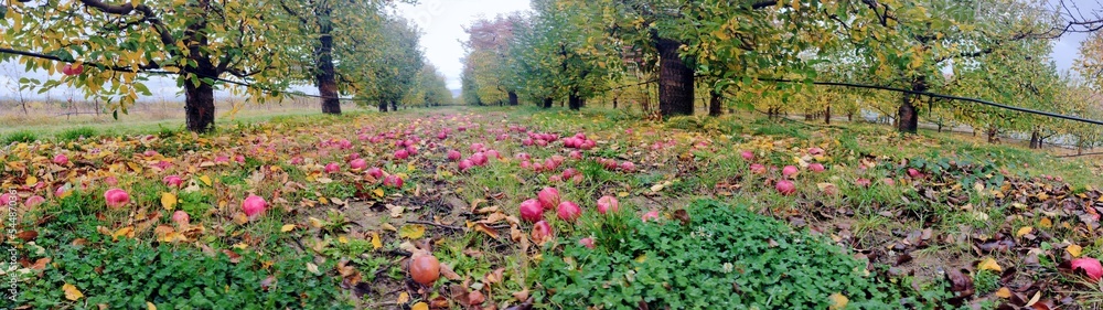 Apple orchard in late autumn with leaves changing color and red apples fallen on ground