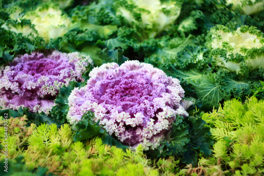 Ornamental coloured cabbage with purple, white and green center. Selective focus Ornamental coloured cabbage with purple, white and green center. Selective focus