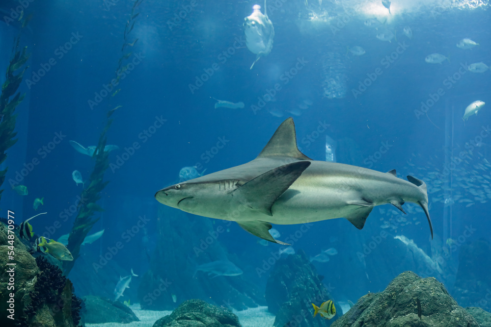 Aquarium shark passing by Aquarium shark passing by