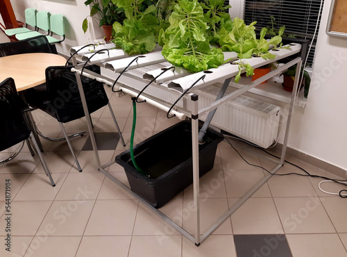  growing hydroponic table in the interior in the corridor of the school, salad vegetables are grown. the pump feeds the irrigation tubing in the white structure to the roots.