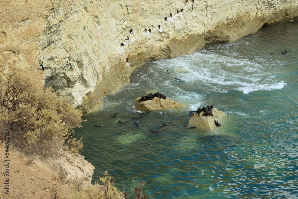 Fototapeta premium The Punta Loma Wildlife Reserve, with its colony of sea lions, is located 17 kilometers from the urban center of Puerto Madryn. Its most significant biological value is the colony of sea lions