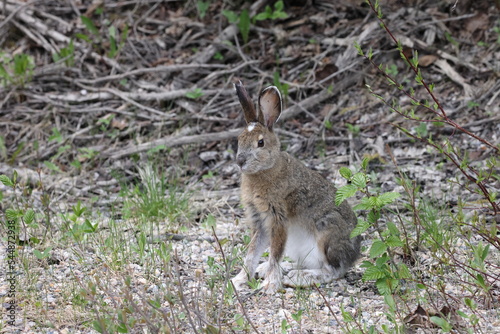 Mountain Hare (Lepus timidus) Jasper National Park Kanada © Frank Fichtmüller