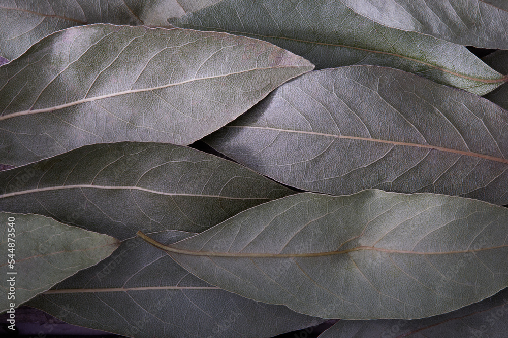 Obraz premium Background of several bay leaves